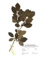 藏品(高葉樹)的圖片